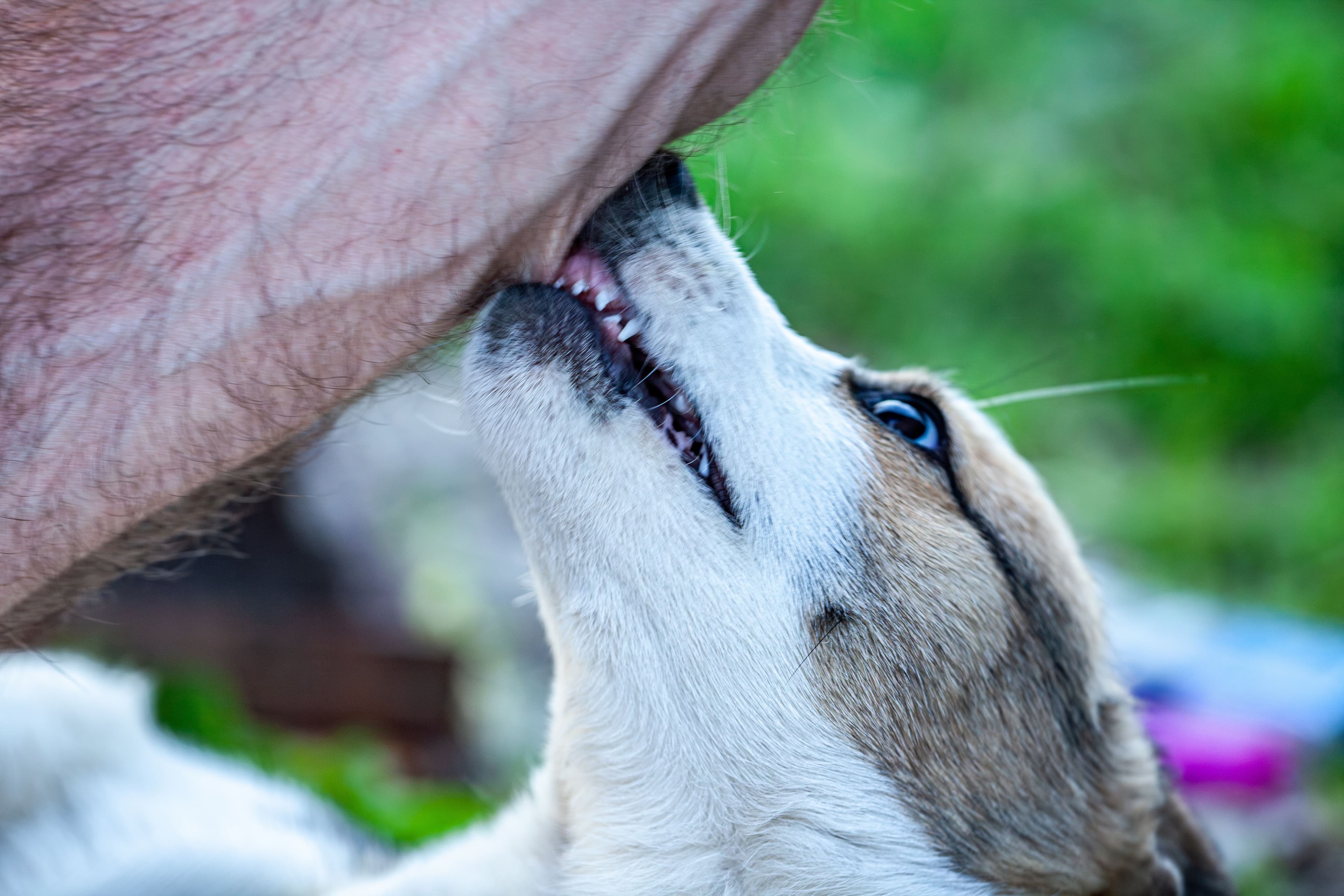 Image for ContentHero component - Dog Bites: Fighting for Victims of Animal Attacks