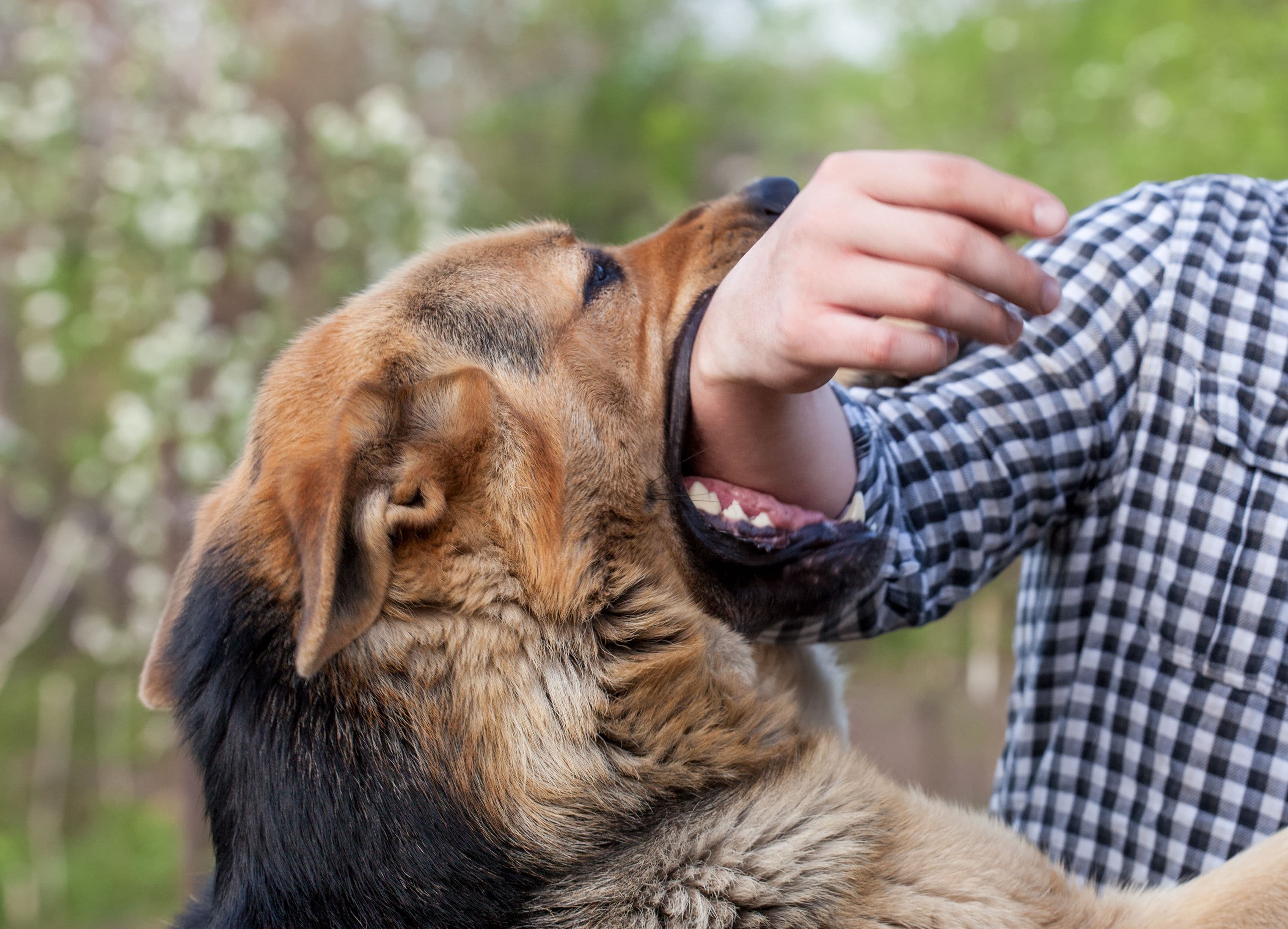 Image for ContentHero component - Dog Bites: Protecting Victims with Hayes Law Firm