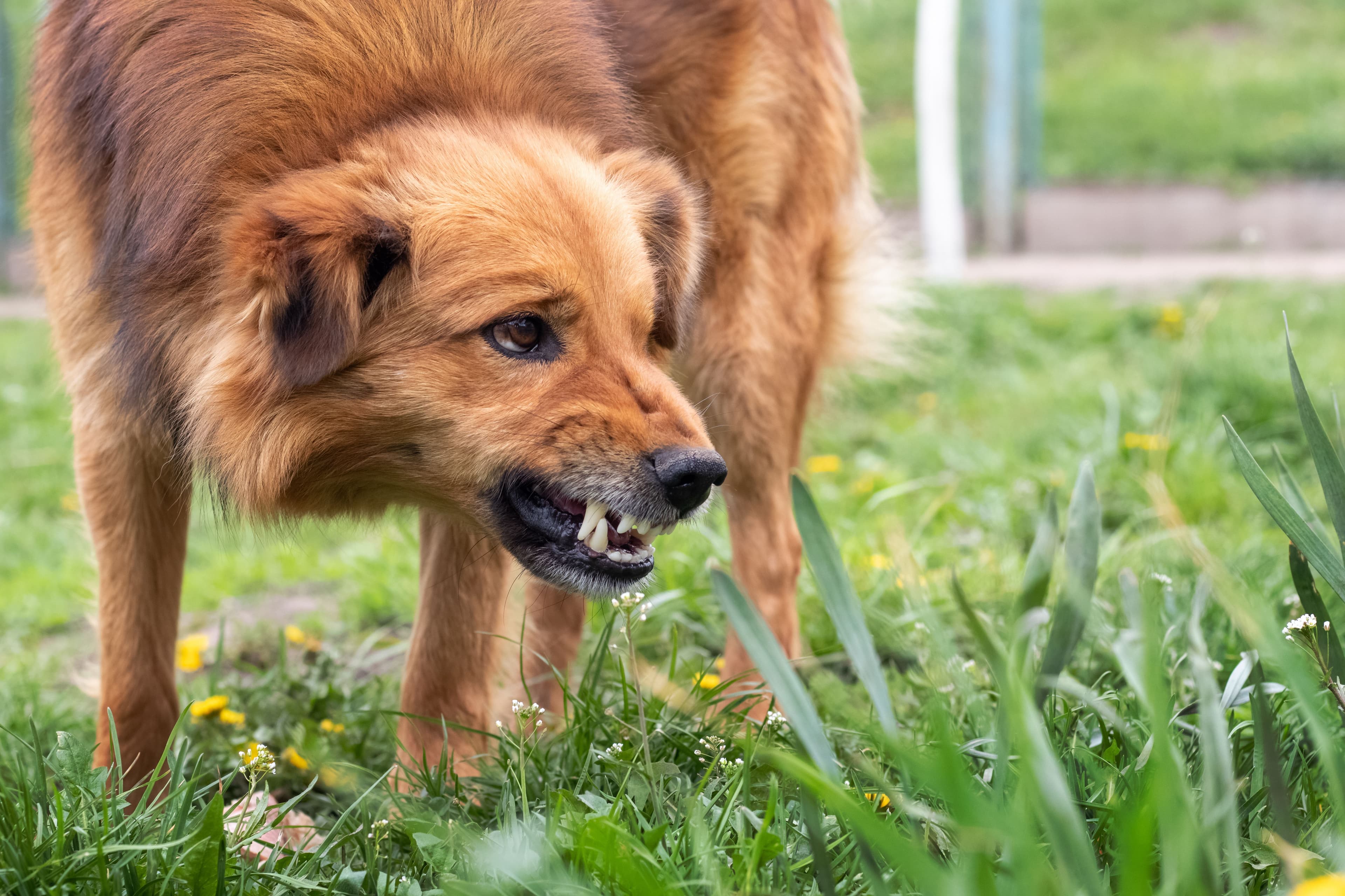 Image for ContentHero component - Dog Bites: Seeking Justice for Attack Victims